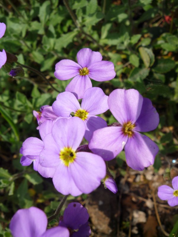 Aubrieta thessala (Balcan endemic)?